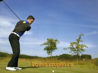 Lovebirdpenis